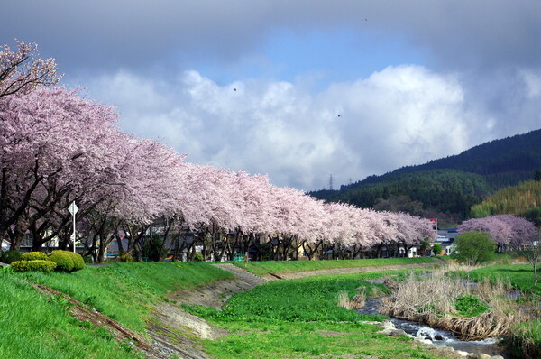 ツバメが飛ぶ桜並木
