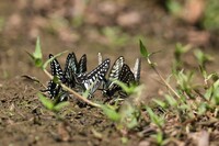 ひしめき合って