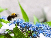 クマバチとアジサイ