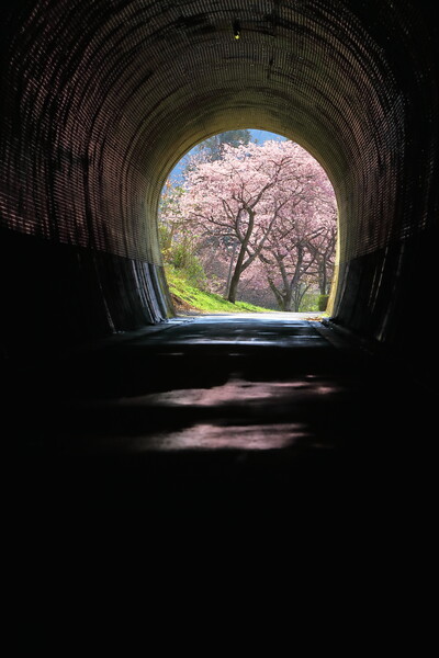 トンネルの向こうは河津桜
