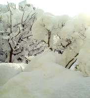 松の内脅威の雪
