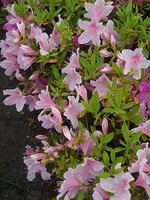 白とピンクが入り混じるツツジの花