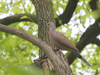 中国の野鳥　カノコバト