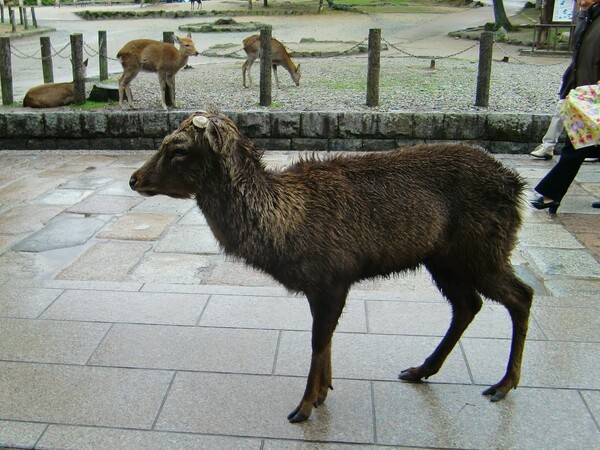 奈良公園の雄鹿