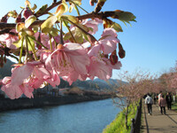 河津桜