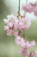 SD15で桜の写真など Ⅱ