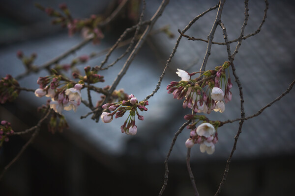 桜の始まり