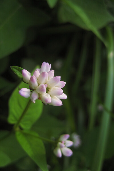 【彩】ミゾソバの花