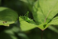独り閑かに