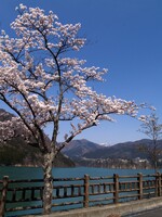 桜と湖と少しだけ雪山