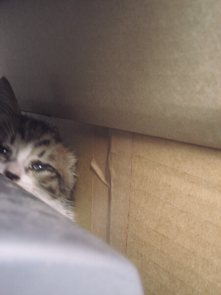 箱入り子猫