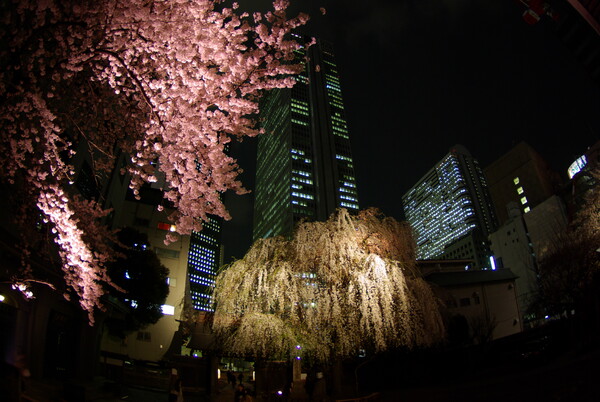 初・夜桜