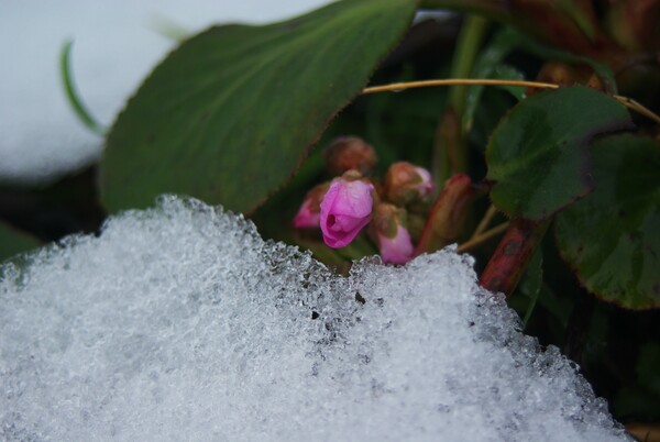 【花のある情景・冬】雪ノ下に咲く