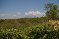 春モミジと残雪の羊蹄山