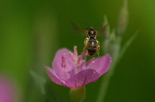 花とハチ