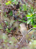 ベニマシコ♀