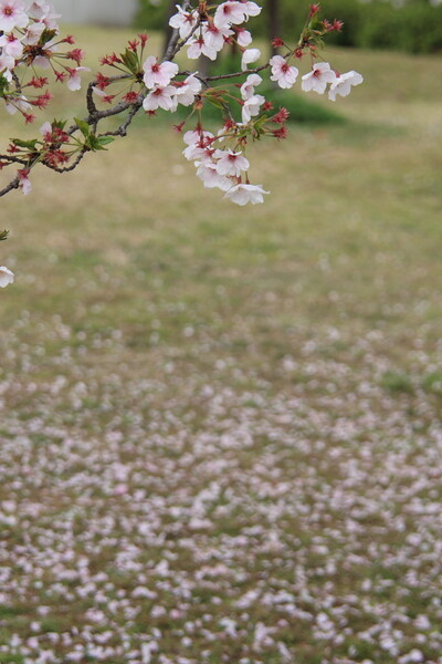 【桜】ただひたすらに今を咲く