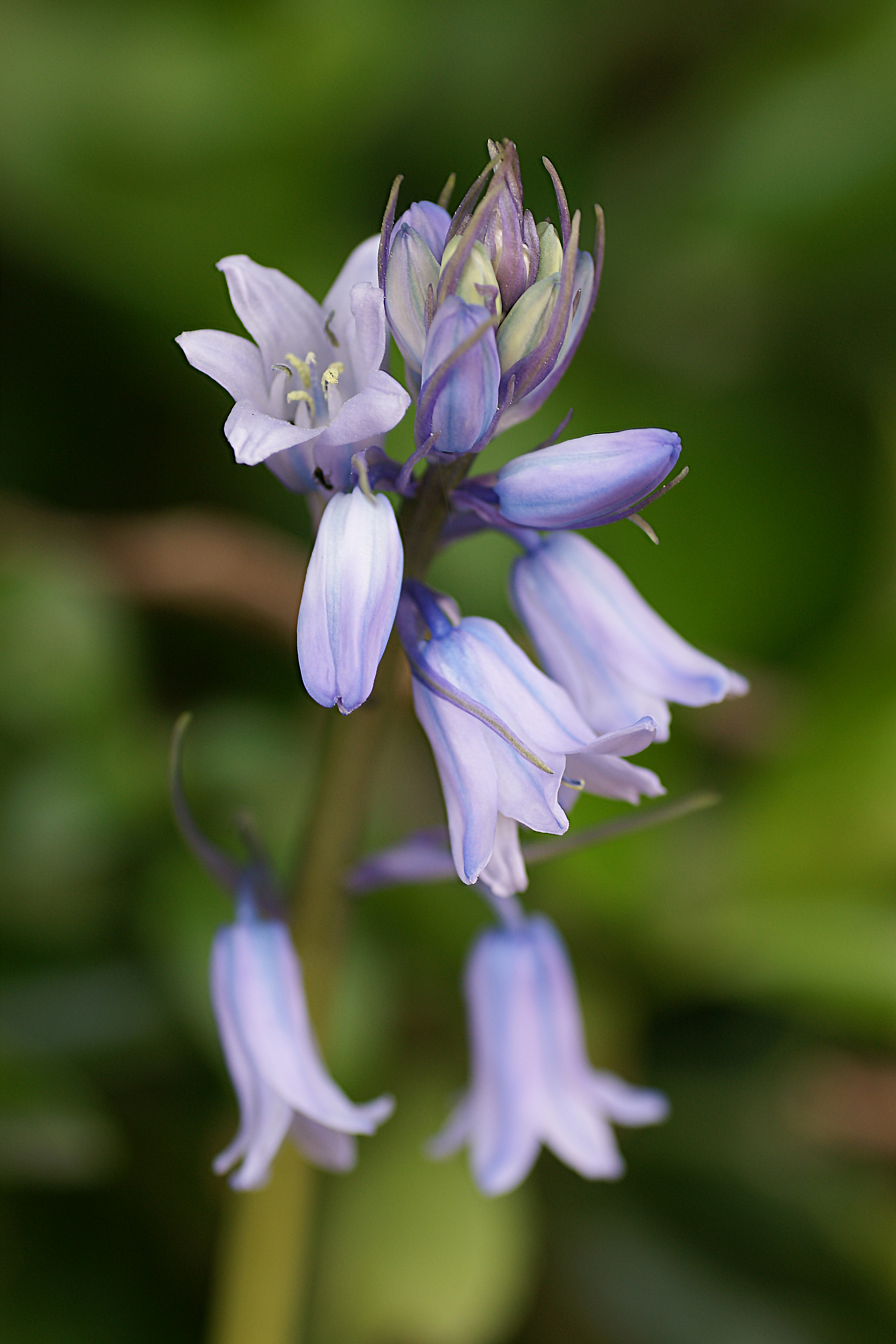大棗「水仙」浅野 紫仙 作 大棗「水仙」浅野 紫仙 作