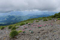 コマクサと一緒に下界を見下ろす