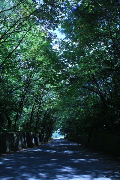 「緑のトンネル」