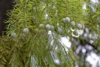 ラクウショウの実