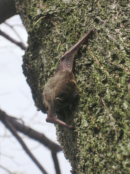 【2008】4月の珍事、真昼の蝙蝠