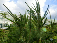 琉球松（沖縄の植物５）