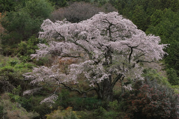 長野県の一本桜