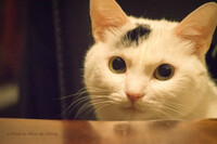 Sulley「猫の日」