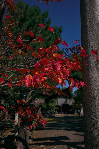 桜の葉っぱ