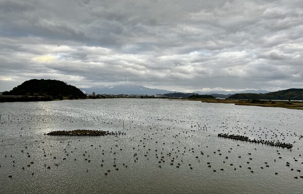 水鳥公園