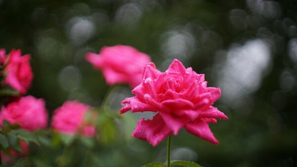 雨にうたれて夏のバラ