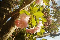 【桜花】今季の八重🌸関山
