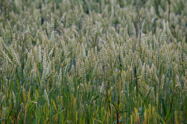 麦の実り熟す