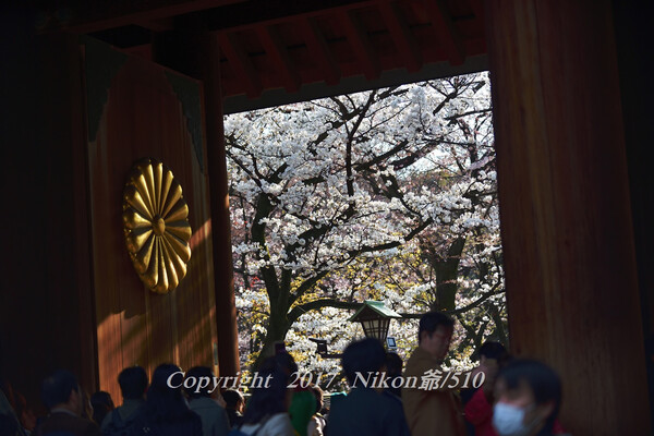 桜る靖国神社
