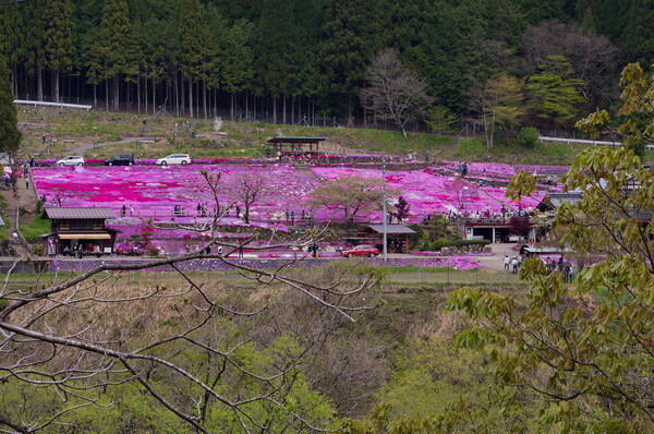 国田さん家の芝桜 全景