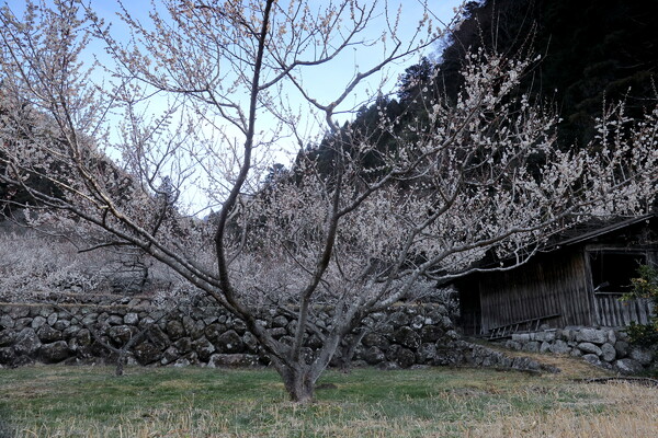 梅と石垣