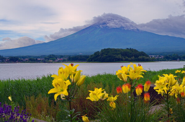 富士山とお花
