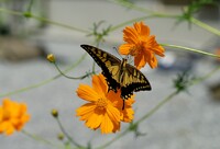 キバナコスモスと蝶