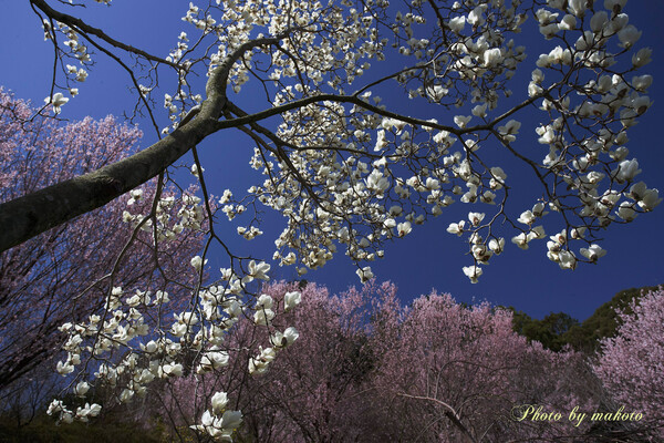 モクレンと桜咲く山里