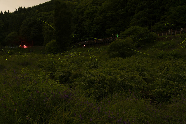 ほたるの原宿