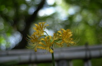 黄色の彼岸花