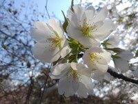 丘の白っぽい桜の花
