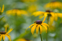 PENTAX-D FA MACRO 100mmF2.8 