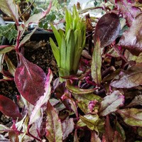 室内の花鉢、コオニユリと