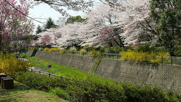 残堀川の桜