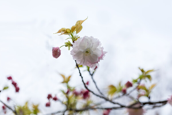 八重桜が来た２