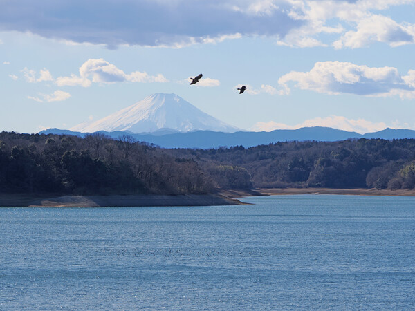 狭山湖の鳥