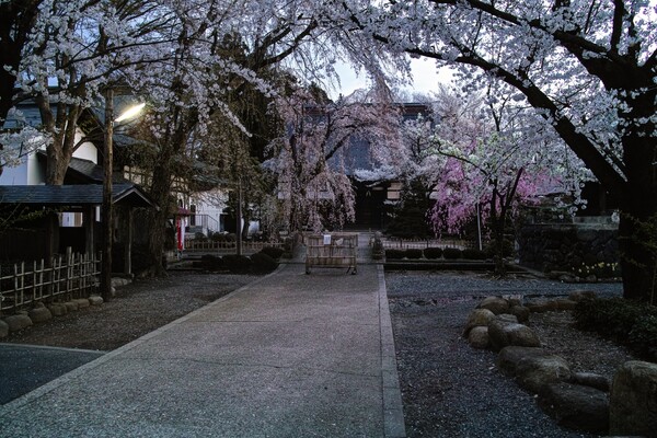 山形市 光禅寺の桜