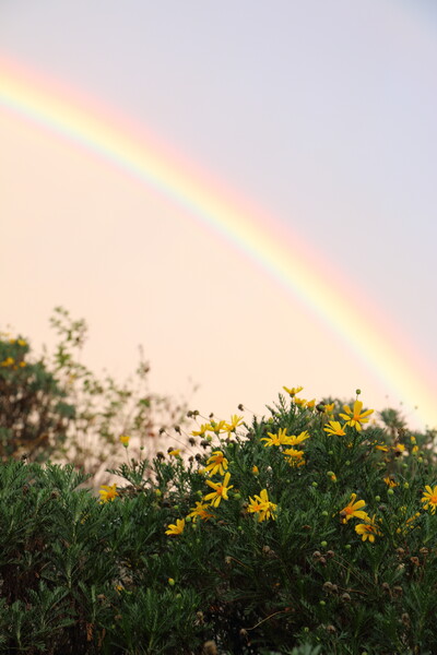 虹と花
